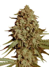 Somango Widow