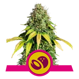 Somango XL