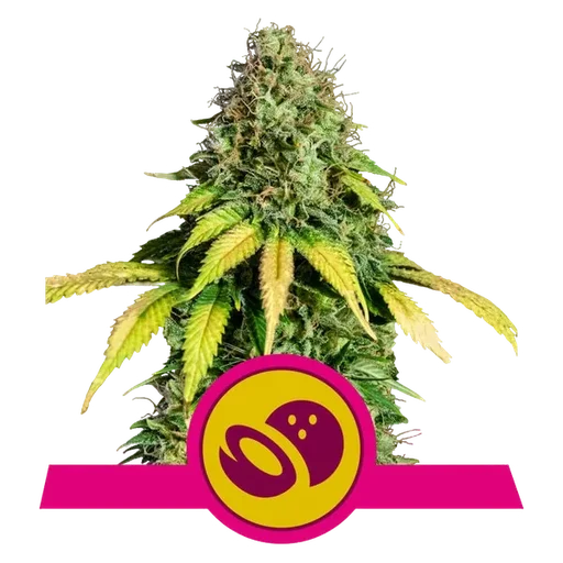 Somango XL