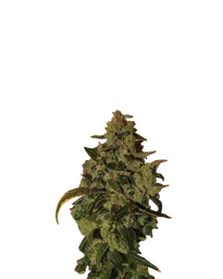 Somango XXL Auto