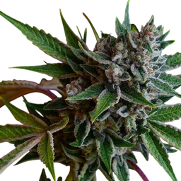 Sour Affie