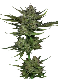 Sour Apple Auto