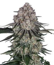 Sour Diesel Auto