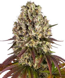 Sour Diesel