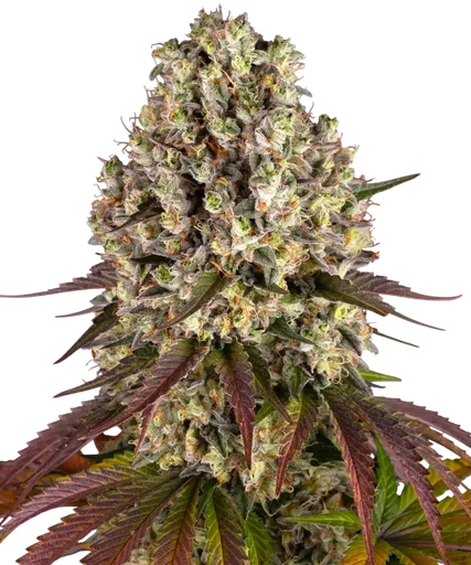 Sour Diesel