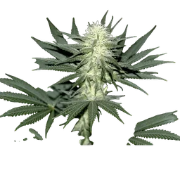 Sour Diesel