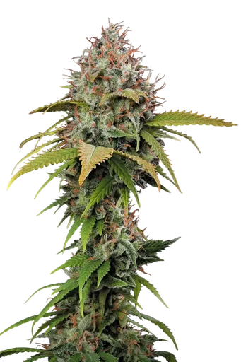 Atomical Haze