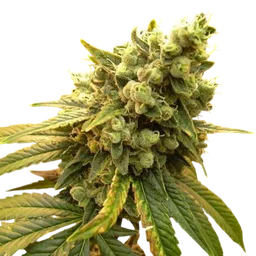 Sour Diesel