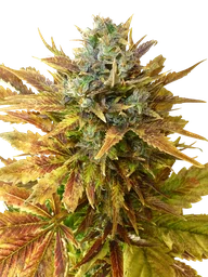 Sour Diesel Auto