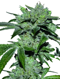 Sour Glue
