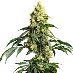 Sour G R1