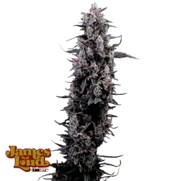 Sour Grape Diesel