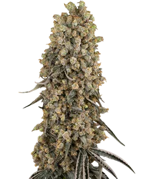 Atomic Blue Dream