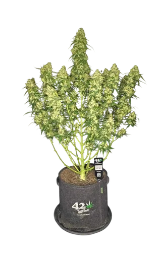 Sour Jealousy Auto