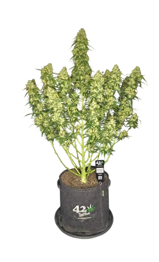 Sour Jealousy Auto
