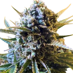 Sour Krout Auto