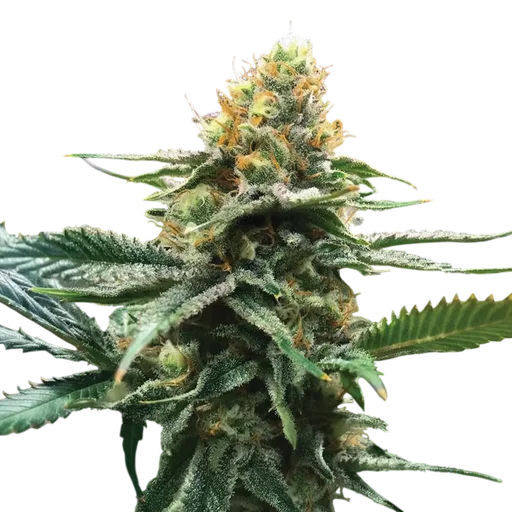 Sour Sorbet