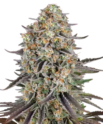 Sour Strawberry