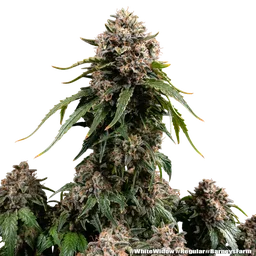 White Widow