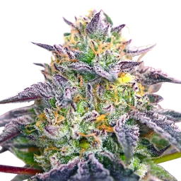 Spicy Guava