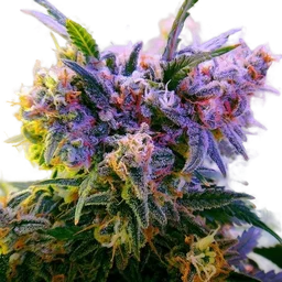 Aurora Indica