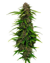 Squirt Auto
