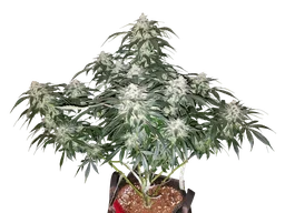 Stardawg Auto