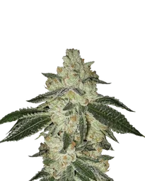 Aurora Indica Auto