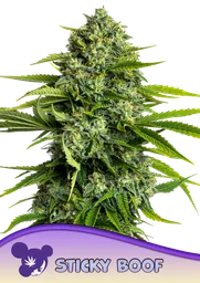 Sticky Boof