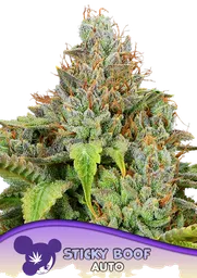 Sticky Boof Auto