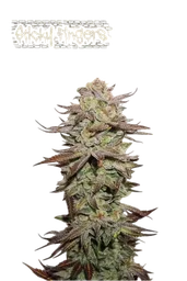 Sticky Fingers Auto
