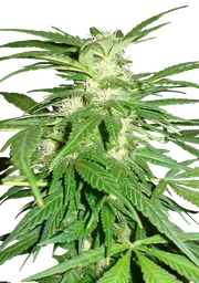 Aurora Indica