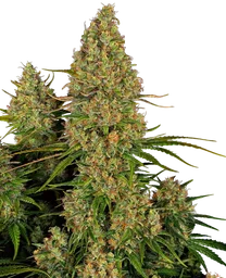 Sticky Orange XXL Auto