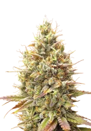 Strawberry Banana Auto