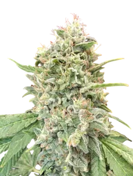 Strawberry Banana