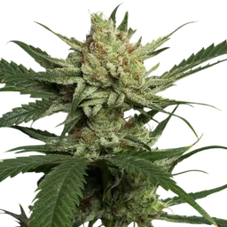 Strawberry Banana