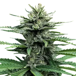 Strawberry Banana Auto