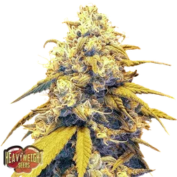 Strawberry Cake Auto