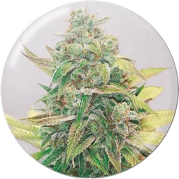Strawberry Cake CBD