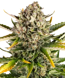 Strawberry Cheesecake Auto