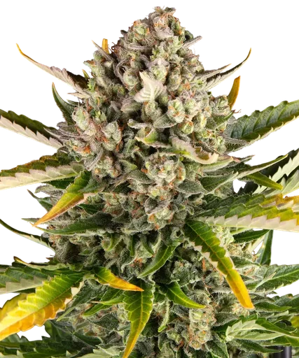 Strawberry Cheesecake Auto