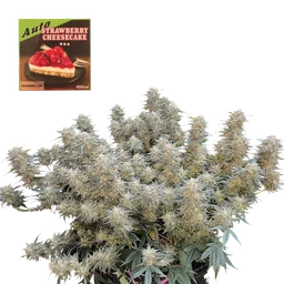 Strawberry Cheesecake Auto