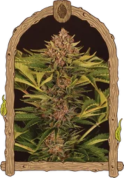 Strawberry Cola Auto