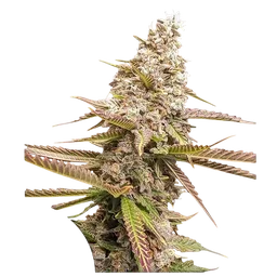 Strawberry Cookies FAST