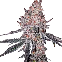 Strawberry Cookies OG R1