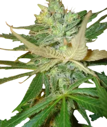 Strawberry Cough