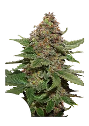 Strawberry Cough
