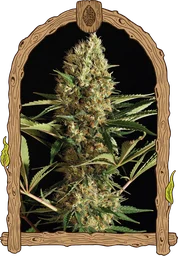 Strawberry Cube Auto