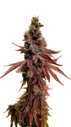 Strawberry Gambino