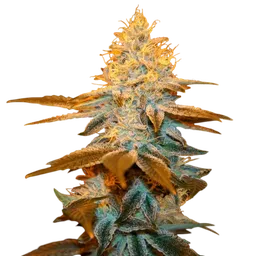 Strawberry Glue